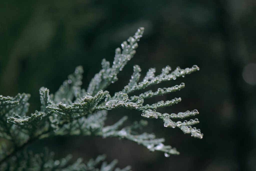 conifer, branch, dew-6966140.jpg