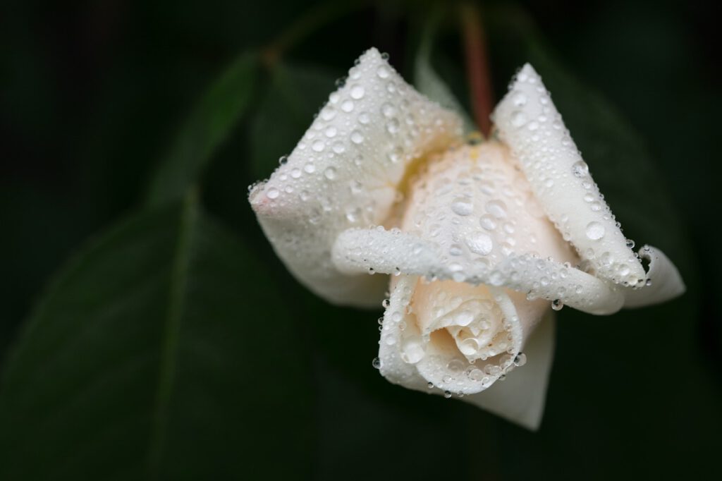 grief, white rose, dewdrop-7249276.jpg