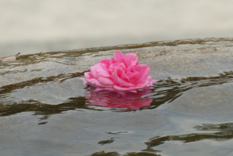rose, water, pond-3859934.jpg